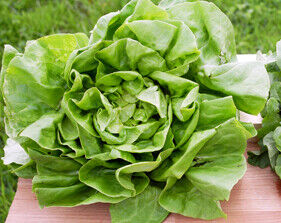 Unter Obst & Gemüse finden Sie unser Angebot an frischen Kräutern & Salaten