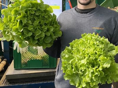 Salate sind ab März regional