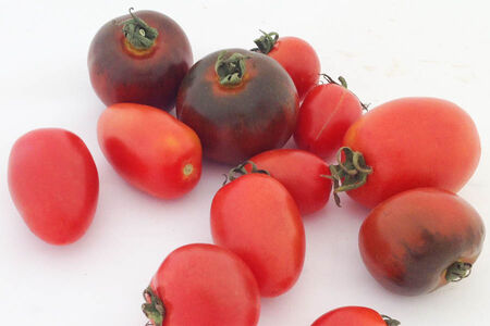 Tomatenvielfalt im Sommer bei uns