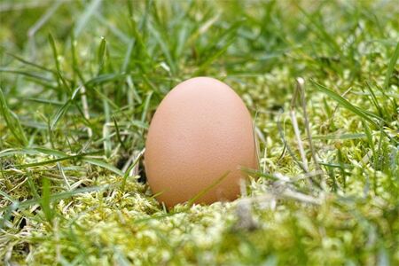 Für Frischeispeisen sollten Sie nur Eier verwenden, die maximal 18 Tage alt sind.