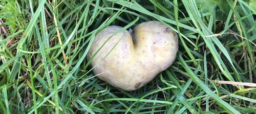 Unsere Kartoffeln kommen aus der Familie: Martin Huber in Walleshausen