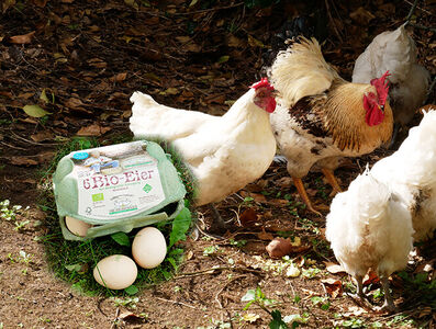 1 Cent pro Ei führen wir an die Ökologische Tierzucht gGmbH ab.