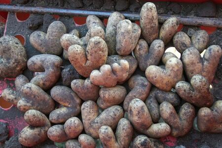 Kartoffeln vom Huber aus Walleshausen