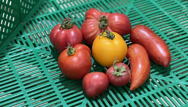 Regionale und seltene Tomaten im Juli und August