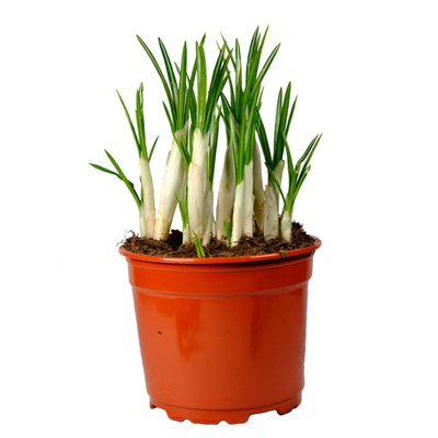 Produktfoto zu Krokus im Topf