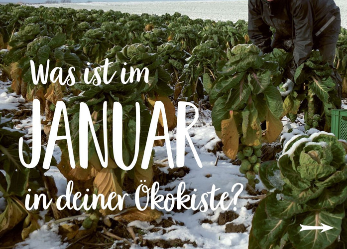 Saisonkalender-Januar-Teaser