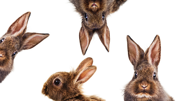 KI generiert: Vier Kaninchen mit verschiedenen Gesichtsausdrücken auf weißem Hintergrund.