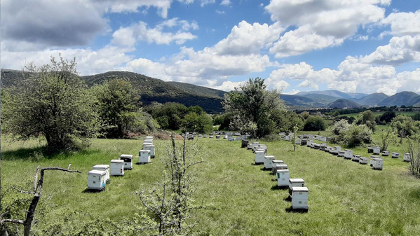 Honigraritäten aus der unberührten Natur Epirus.