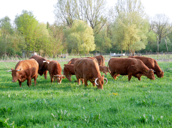 Mutterkuhherde Amperhof