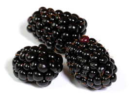 KI generiert: Drei frische Brombeeren auf weißem Hintergrund.
