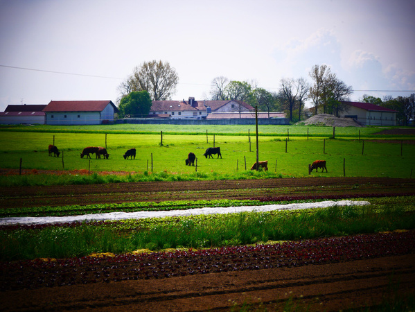 Die Weideochsen am Hof...