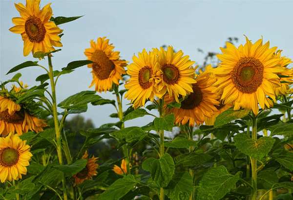 Landwirtschaft am Amperhof erwacht