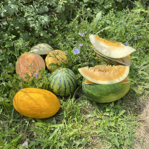 Melonenvielfalt im August