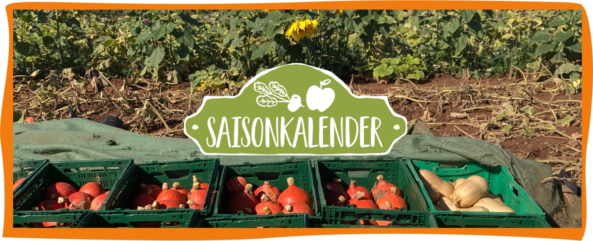 Saisonkalender Kürbisse in Kisten auf dem Feld bei der Ernte