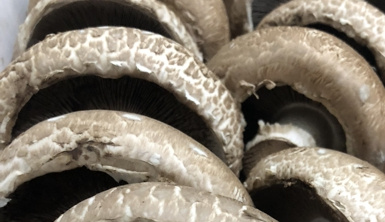 Portobello-Pilz
