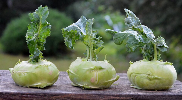 Kohlrabi