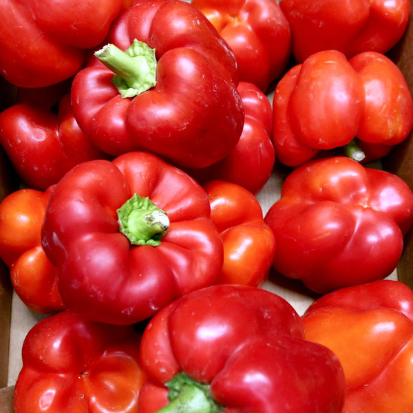 Produktfoto zu Paprika rot 5 kg Kiste