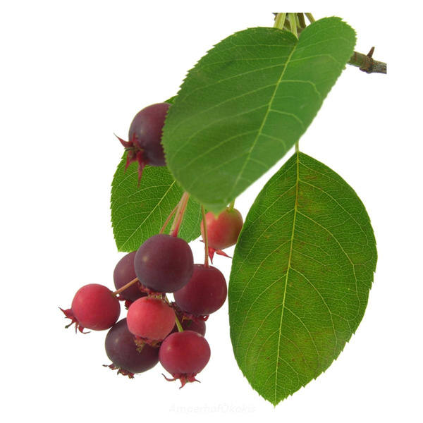 Produktfoto zu Felsenbirnen, Saskatoon Berries 125 g Schale