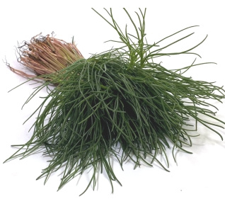 KI generiert: Ein Bündel frischer grüner Gräser oder Kräuter mit Wurzeln.