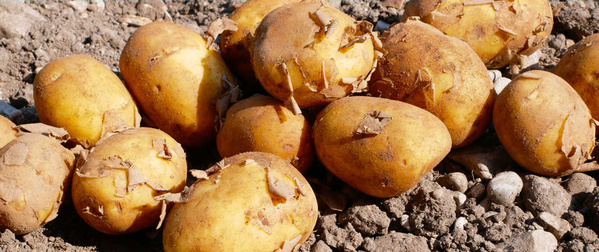 Kartoffeln