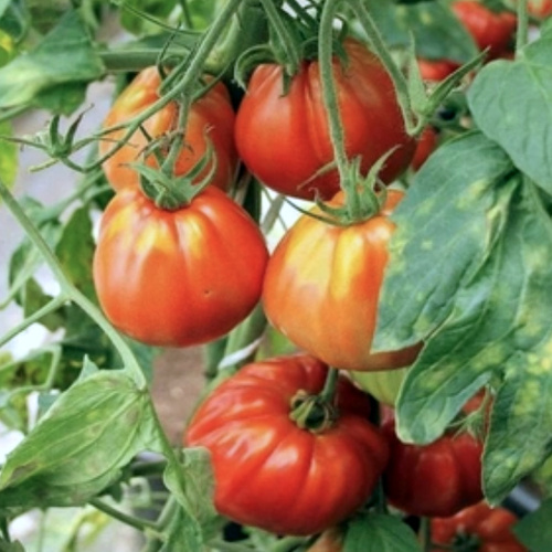 KI generiert: Reife, rote Tomaten hängen an den Zweigen einer Pflanze mit grünen Blättern im Hintergrund.