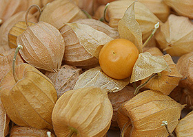 Physalis in ihrer Hülle - eine davon ist geöffnet.