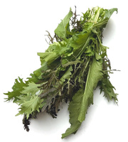Blattkohl Bund