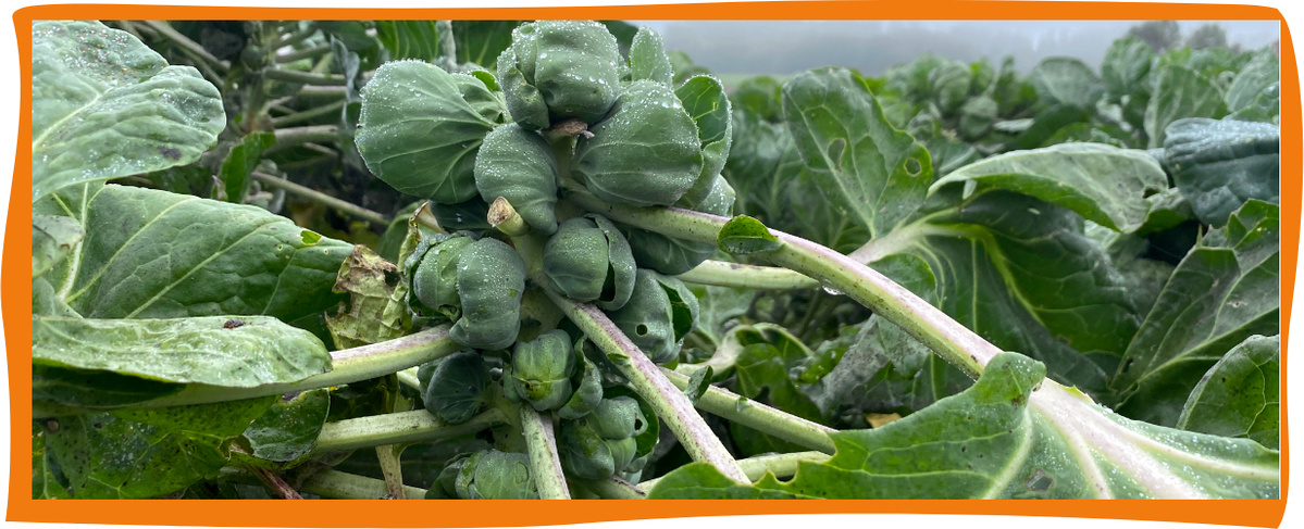KI generiert: Das Bild zeigt frische Rosenkohlpflanzen in Nahaufnahme, umgeben von grünen Blättern. Die Pflanzen sind in einer landwirtschaftlichen Umgebung zu sehen, möglicherweise auf einem Feld.