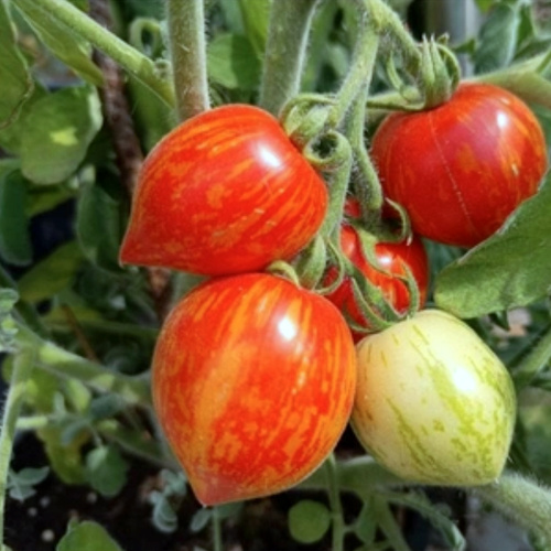 KI generiert: Reife Tomaten mit Streifenmuster an einem Strauch.