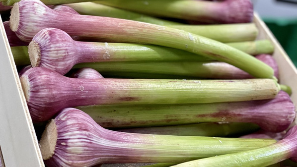 frischer Knoblauch