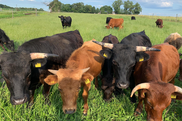 Dexter-Rinder auf der Weide