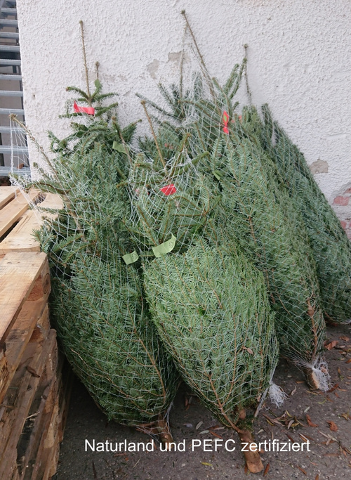 KI generiert: Auf dem Bild sind mehrere in Netz verpackte Weihnachtsbäume an einer Wand angelehnt. Auf dem Boden steht der Hinweis, dass die Bäume Naturland und PEFC zertifiziert sind.