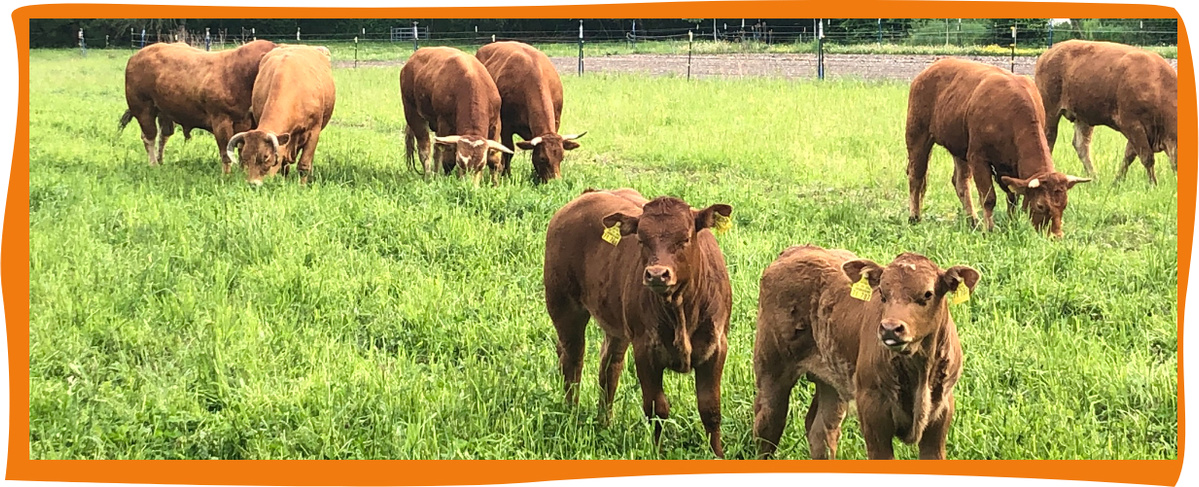 Verschiedene Käsesorten mit Kirschtomaten und Kräutern.