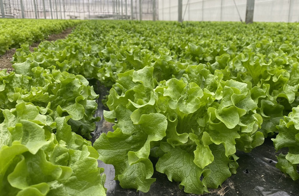 Salate vom Naderer