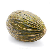 Melone Piel di Sapo