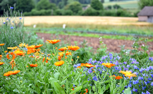 KI generiert: Bunte Blumen im Vordergrund, im Hintergrund ein Feld und ein Bauernhaus.