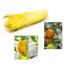 KI generiert: Maiskolben und Tomaten an der Pflanze.