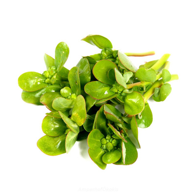 Produktfoto zu Portulak ca. 125g Tüte