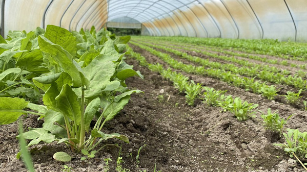 Spinat und Rucola sind bald erntereif.