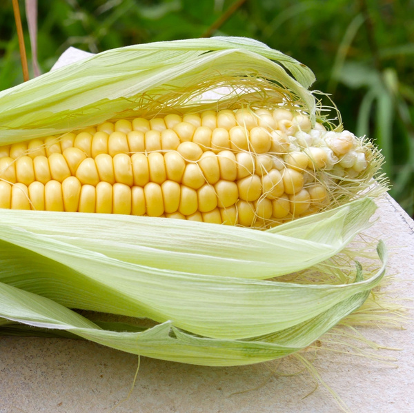 KI generiert: Frische Maiskolben mit grünen Blättern liegen offen auf einem Tisch.