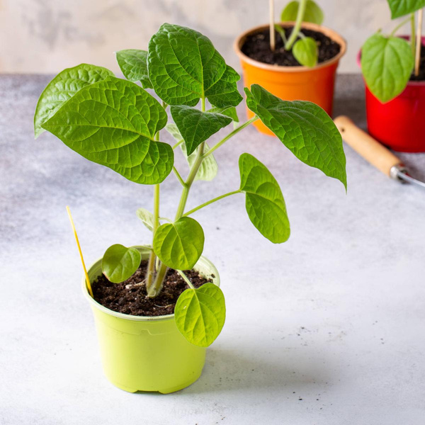Produktfoto zu Physalis Schönbrunner Jungpflanze