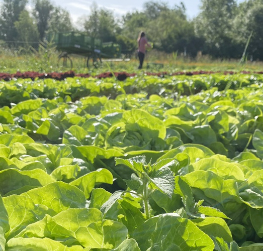 Salatköpfe vor der Ernte am Amperhof
