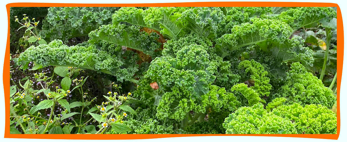 KI generiert: Grüner Blattkohl in einem Garten mit orangefarbenem Rahmen.
