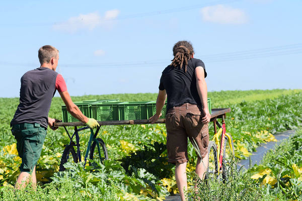 Erntearbeit bleibt an vielen Stellen Handarbeit