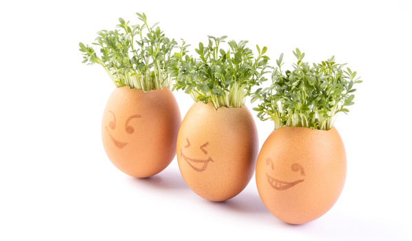 Ein berühmter Klassiker ist der Bubikopf: Gartenkresse in der Eierschale