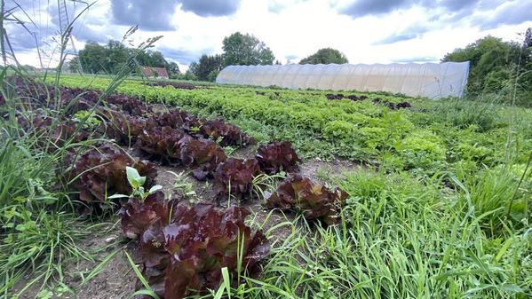 Salatfeld im Freiland hinter den Gewächshäusern.