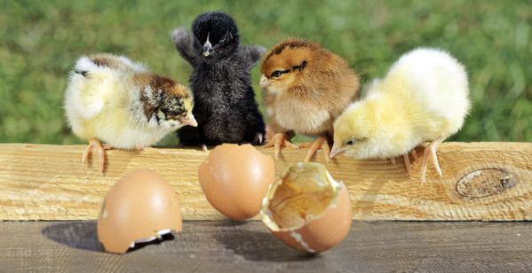 Bruderhahn: Eier und Fleisch