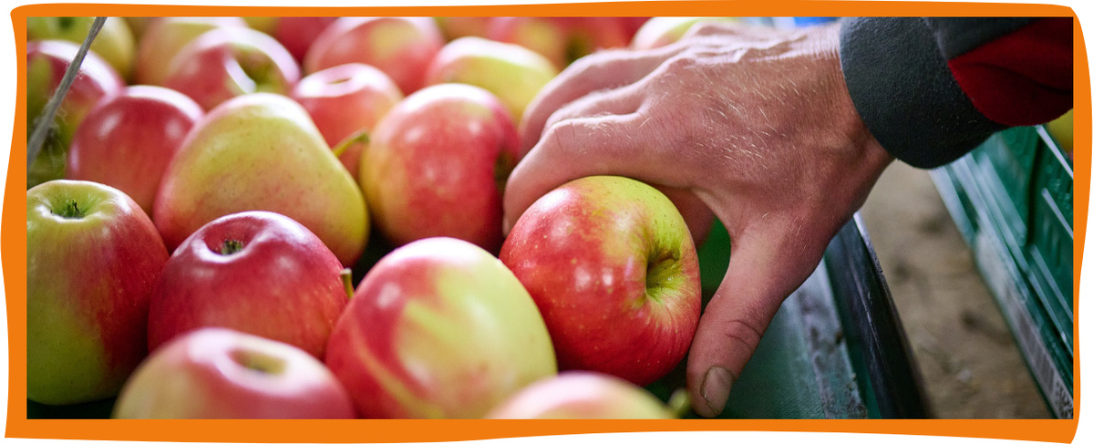 KI generiert: Das Bild zeigt gefrorene Schilfrohre am Ufer eines Sees, die in einer dünnen Schicht Eis stehen. Die Eiszapfen formen sich im Wind um die Halme und verleihen ihnen ein künstlerisches Aussehen.