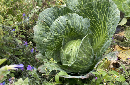 Weißkraut