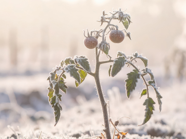 Tomatenpflanze_Frost_